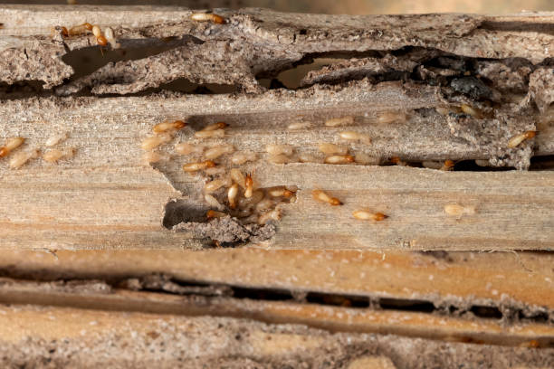 Best Flea Control Services  in Bismarck, ND